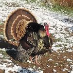 00 Big Turkey Scaled.jpg