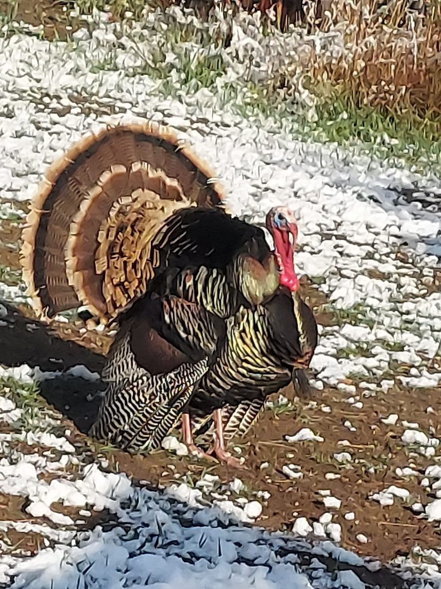 00 Big Turkey Scaled.jpg