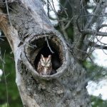 Eastern Screech Owl In Apple Tree On Ldeo Campus Timothy Trimble 1200x800.jpg