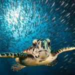 Hawksbill Sea Turtle Alamy Header.jpg
