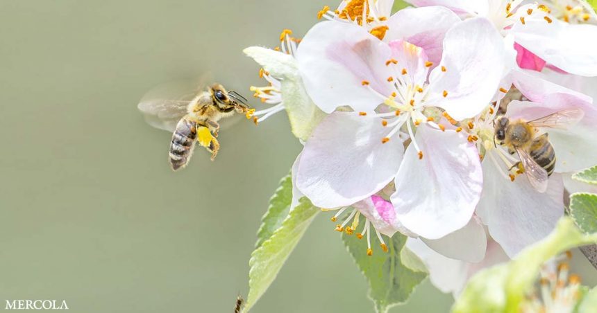 Pollinator Advocates Fb.jpg